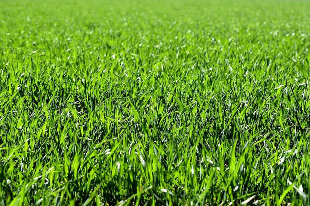 Turf Chemical Applications image
